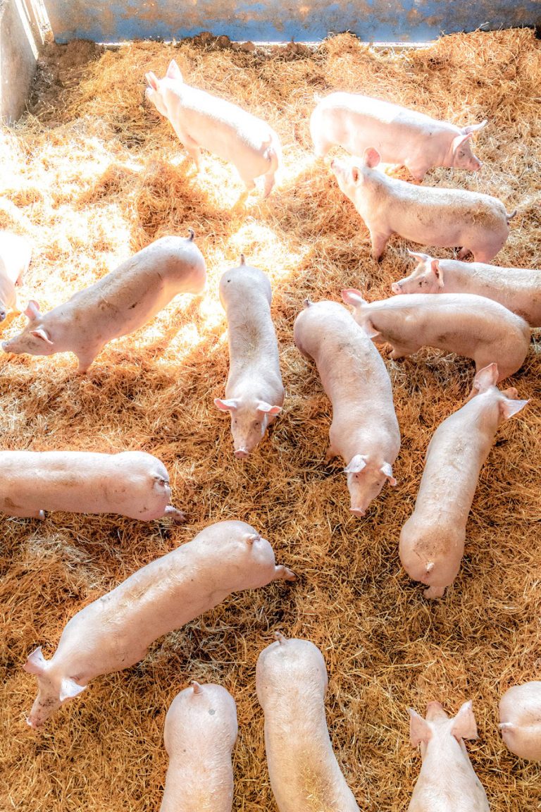 A bird’s eye view of pigs on their straw beds